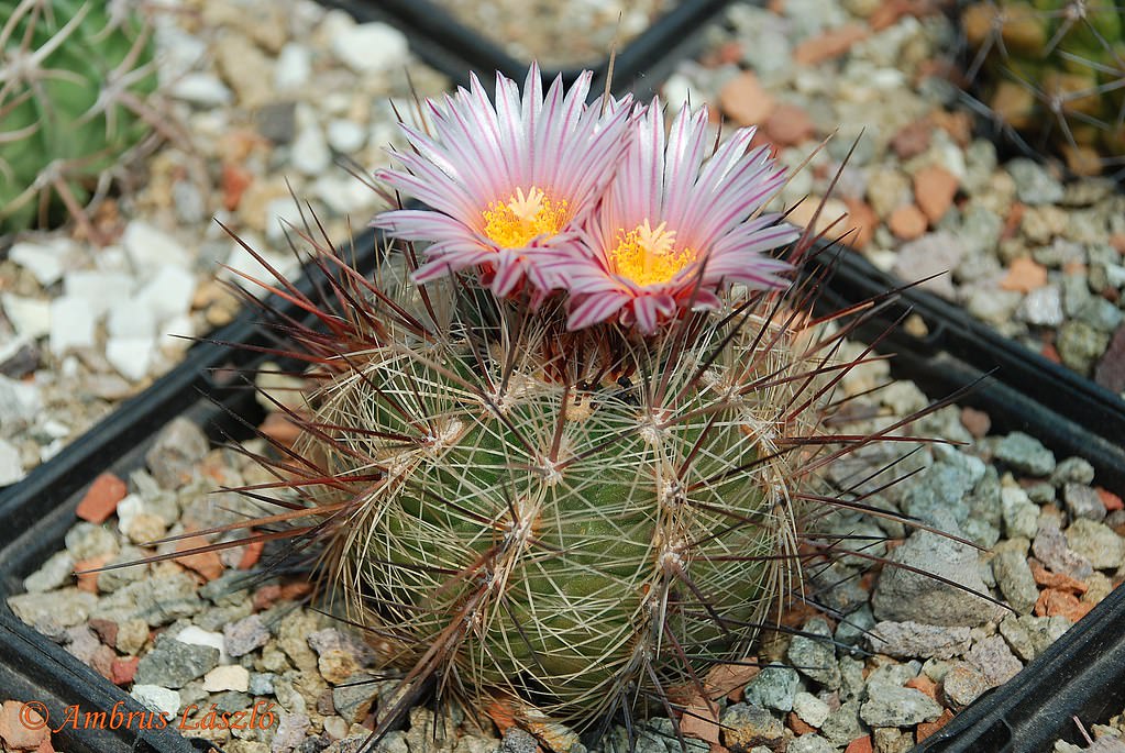Thelocactus lausseri